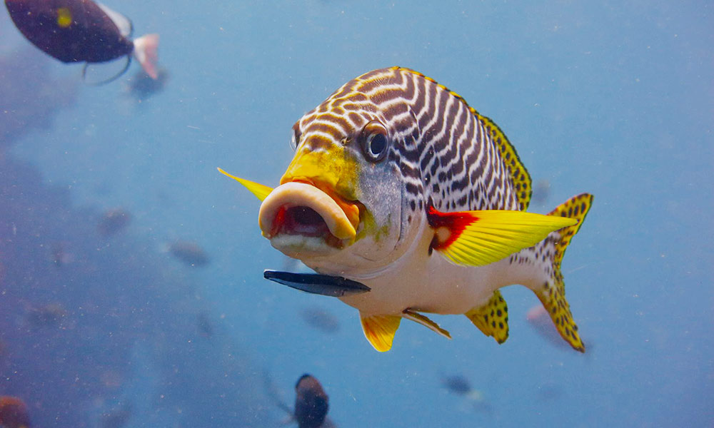 An oblique-banded sweetlips fish in Tulamben, Bali, Indonesia dive site