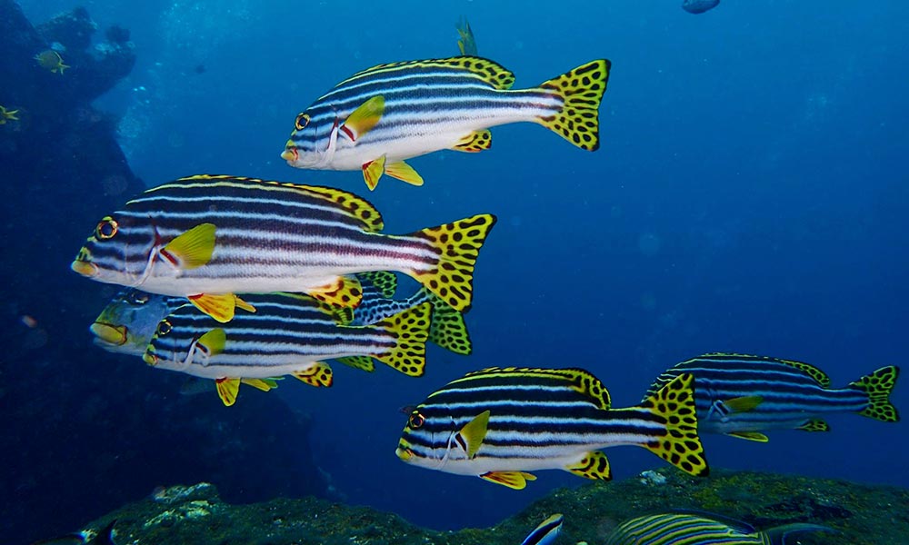 A small school of oriental sweetlips fish in Tulamben, Bali, Indonesia dive site