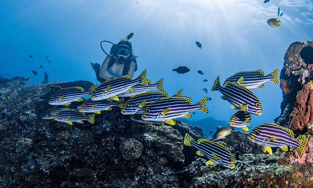 Oriental sweetlips fish and scuba diver in Tulamben, Bali, Indonesia